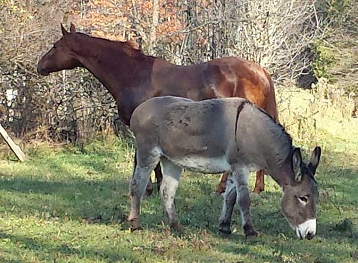 Gilly Flower & Winzertanz Gilly Flower